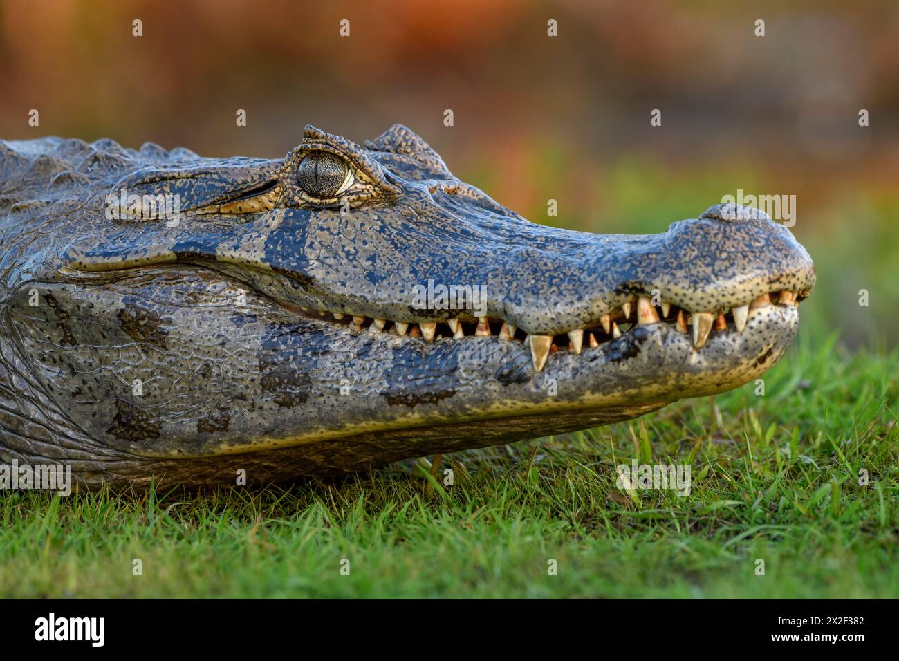 zoology, reptile (Reptilia), brown caiman (Caiman yacare or Caiman crocodilus yacara), with Cambyretá, ADDITIONAL-RIGHTS-CLEARANCE-INFO-NOT-AVAILABLE Stock Photo