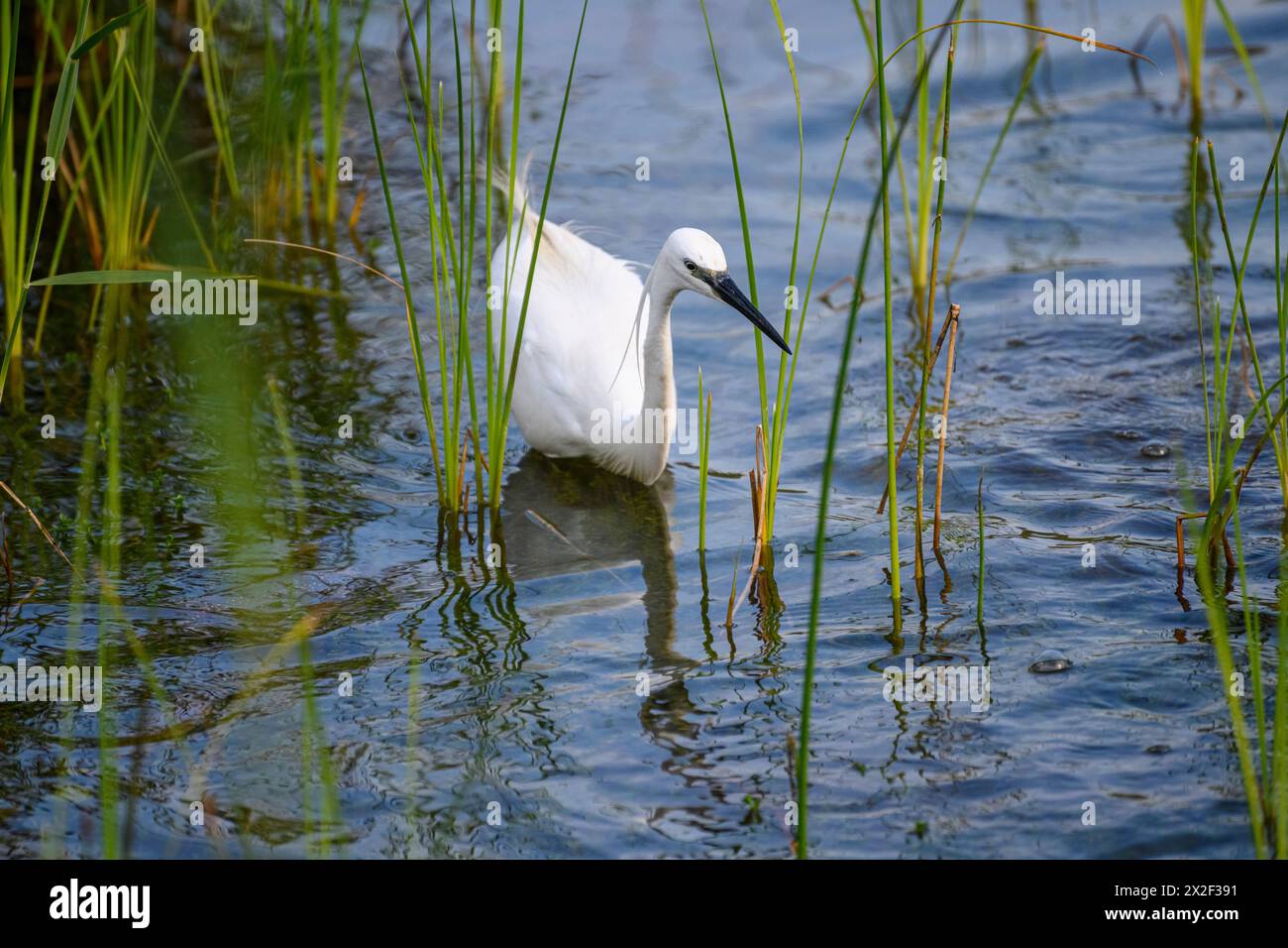 Egretta garzetta - Little Egret, This small white heron is native to warmer parts of Europe and Asia, Photographed at the man-made ecological pond and Stock Photo