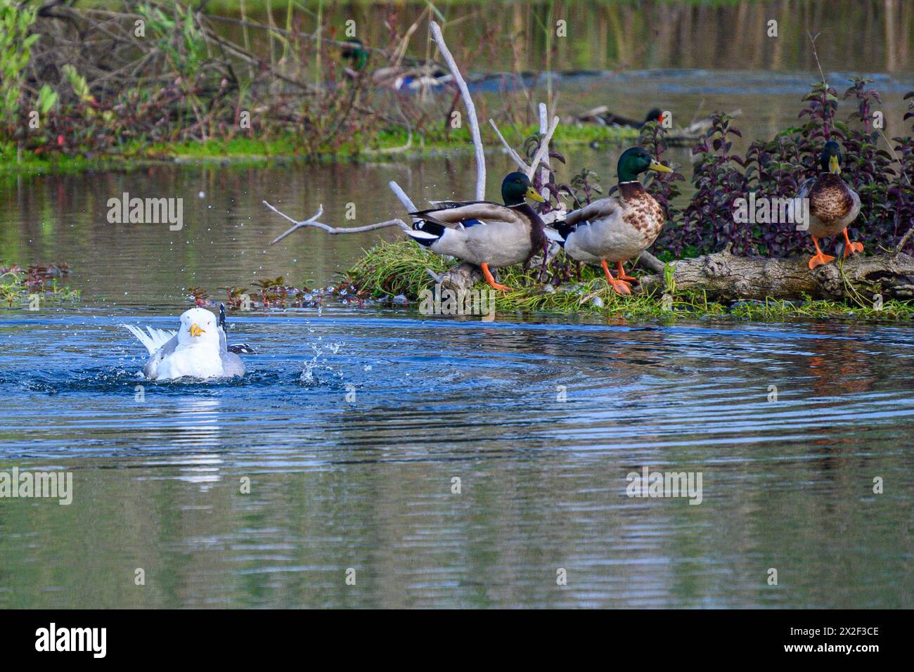 Seagull swims in the water next to Mallard (Anas platyrhynchos) swimming in the water. Photographed at the man-made ecological pond and bird sanctuary Stock Photo