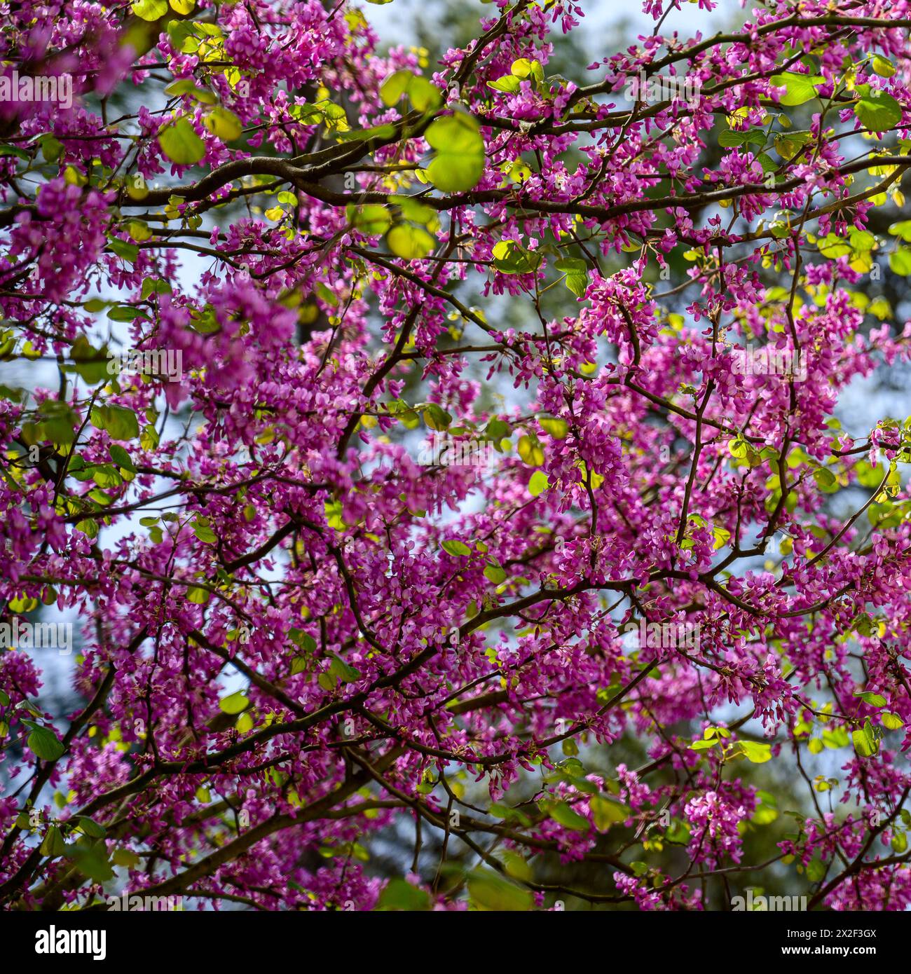 close up of the flowers of a Blooming Judas Tree Cercis siliquastrum Photographed in the Lower Galilee, Israel in March Stock Photo