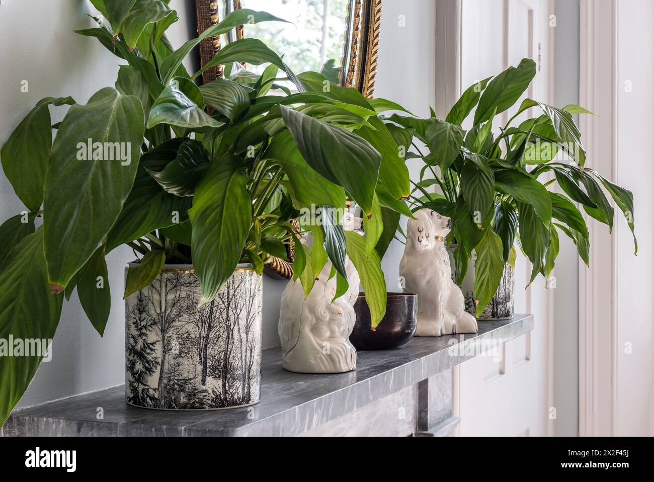 Leafy green plants on marble fireplace in Paultons Square, Chelsea, London, UK. Stock Photo