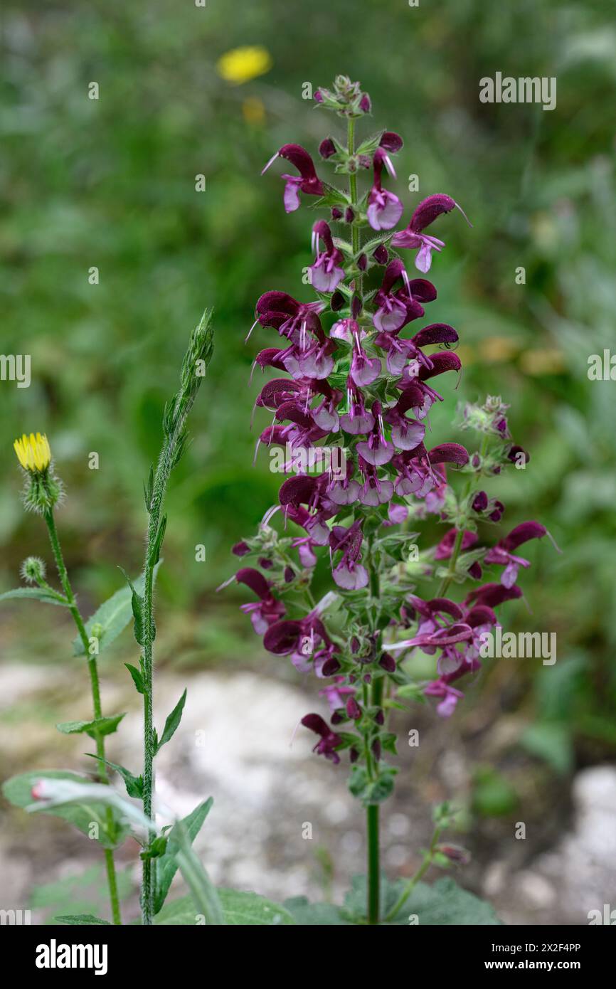 Salvia horminum Sage, Large Sage, Annual clary, Bluebeard ميرميه العلم Photographed in the Lower Galilee, Israel in March Stock Photo