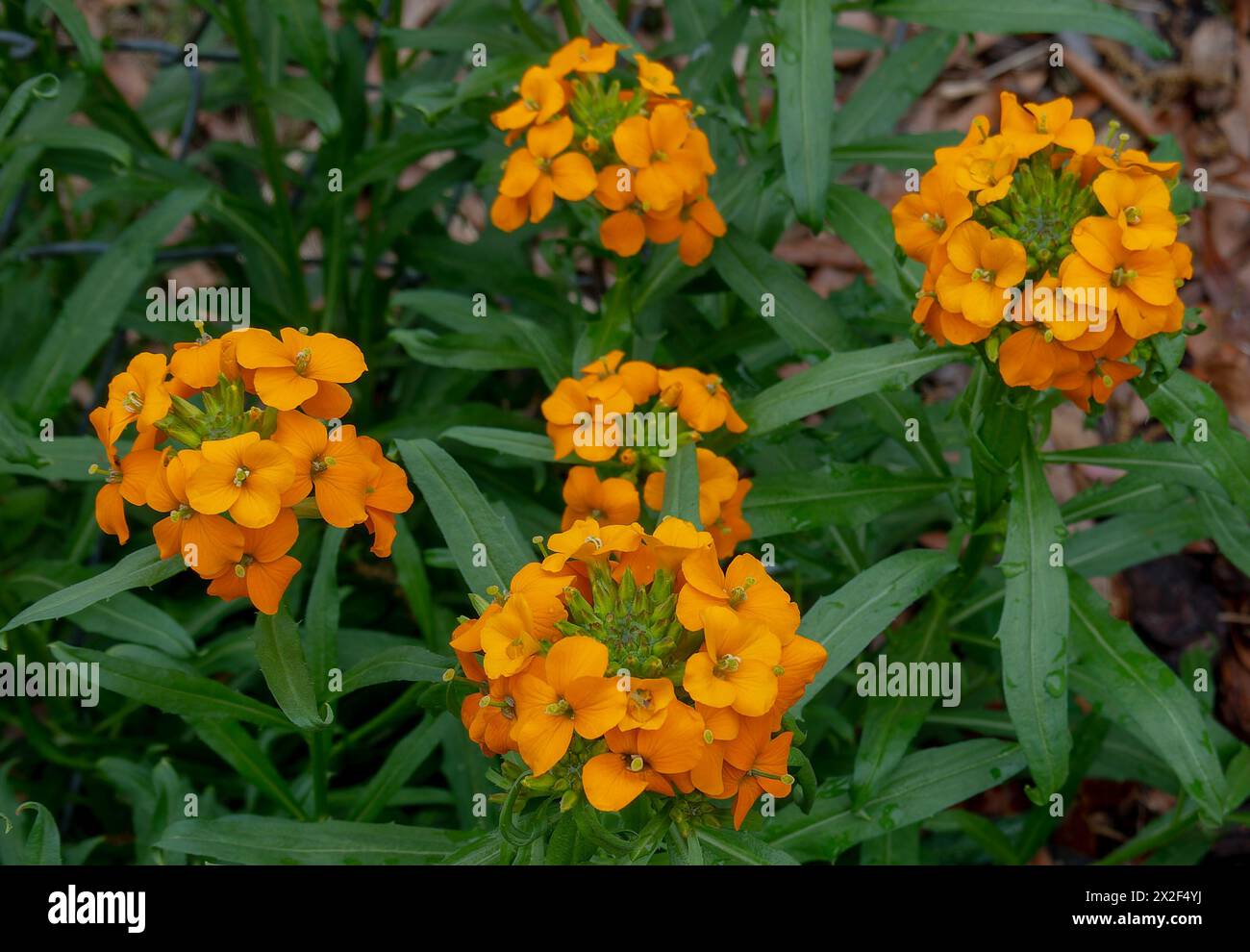 Siberian Wallflower in early Spring bloom Stock Photo
