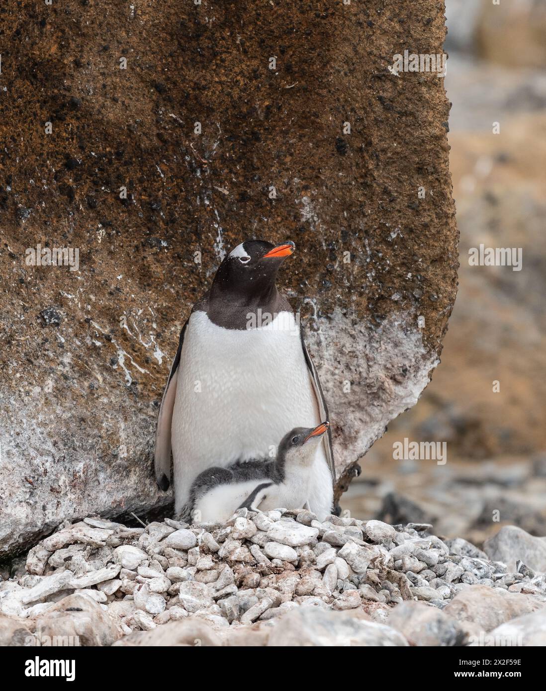 Gentoo penguin with young chick on nest, Brown Bluff, Antarctica. Stock Photo