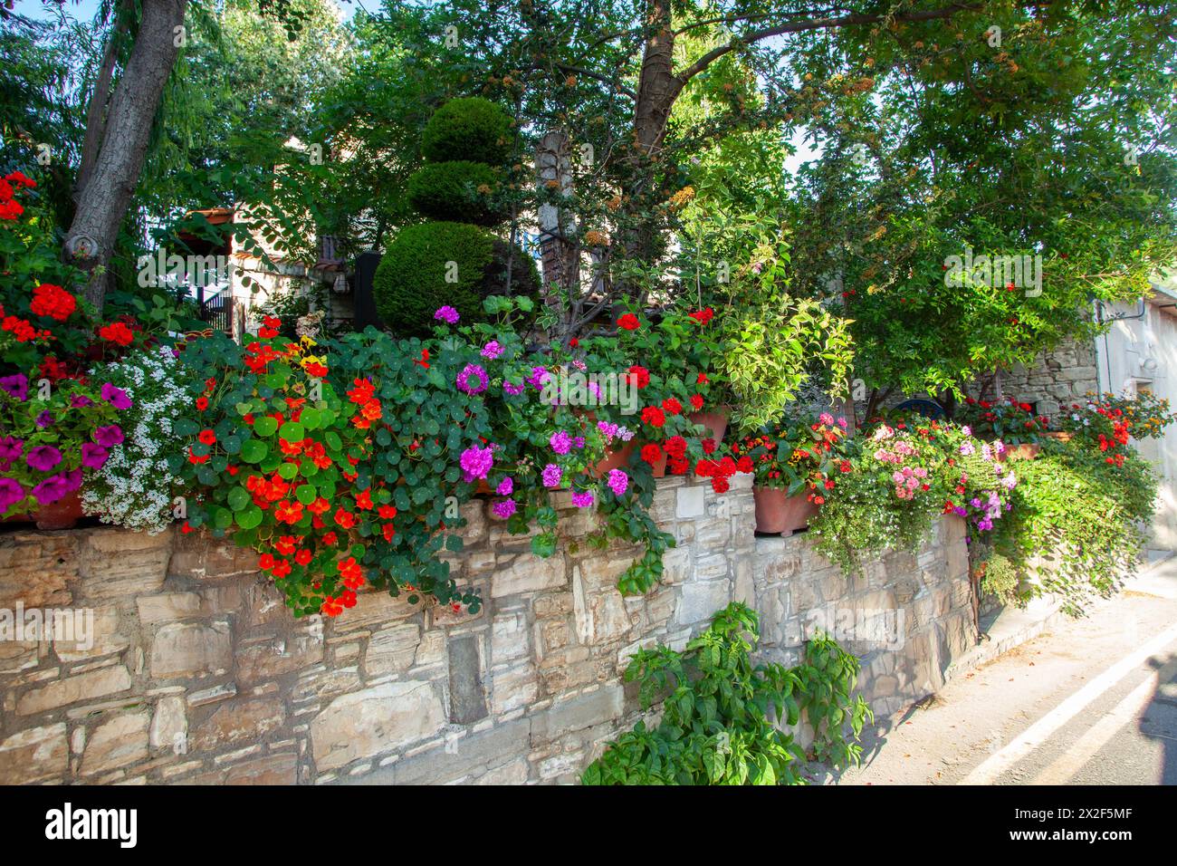 Local houses and gardens decorated with flowering Geranium plants Photographed in the Troodos Mountains, Cyprus Stock Photo