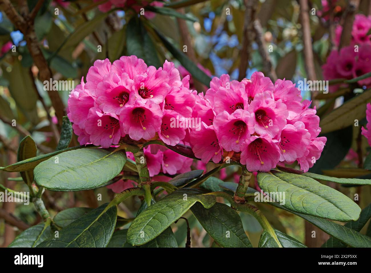 Rhododendron kesangiae is a large shrub or tree endemic to Bhutan. It grows at altitudes of 2890 to 3450 m in fir and hemlock forests. Stock Photo