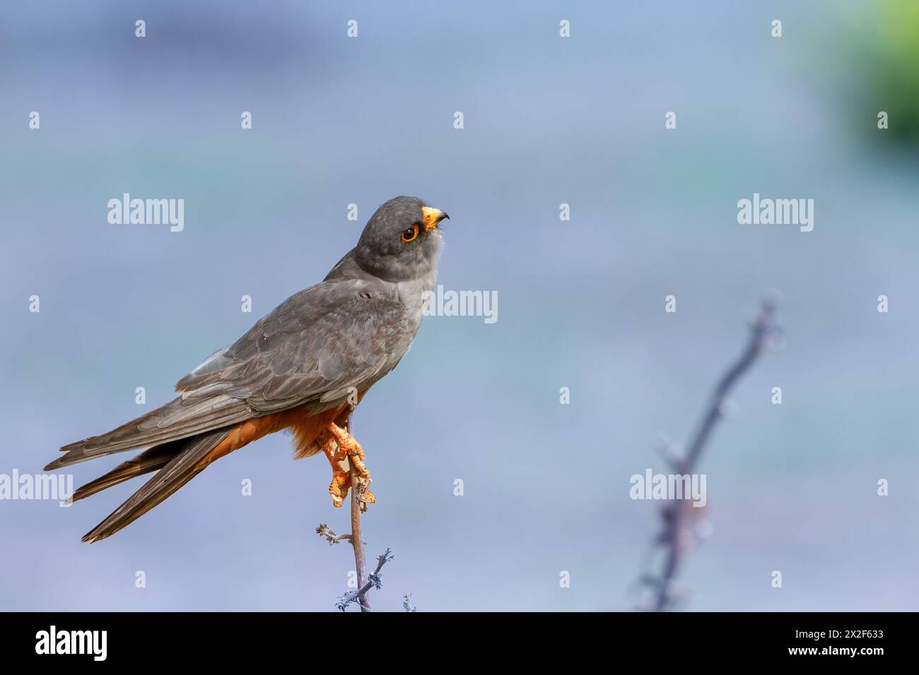 Male Red footed falcon (falco vespertinus) perched on a branch on the ground. This bird of prey is found in eastern Europe and Asia, but has become a Stock Photo