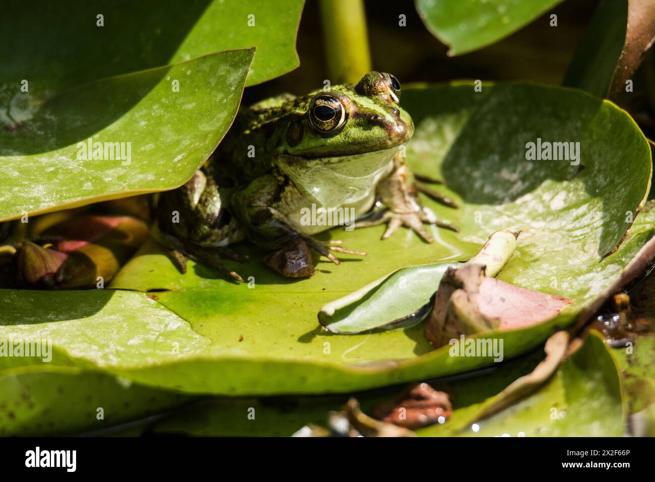 The Levant water frog (Pelophylax bedriagae), formerly belonging to the genus Rana, is a southern European species of frog. They are green to brown in Stock Photo