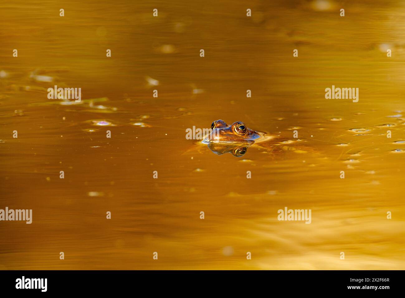 Gonas Rana The Levant water frog (Pelophylax bedriagae), formerly belonging to the ...