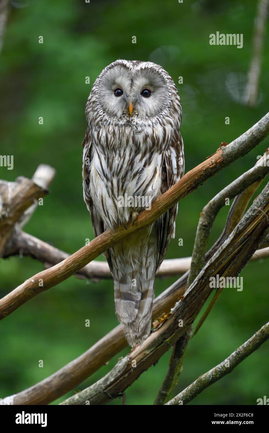 zoology, birds (Aves), Ural Owl or Ural owl (Strix uralensis), Parc Animalier de Sainte-Croix, ADDITIONAL-RIGHTS-CLEARANCE-INFO-NOT-AVAILABLE Stock Photo