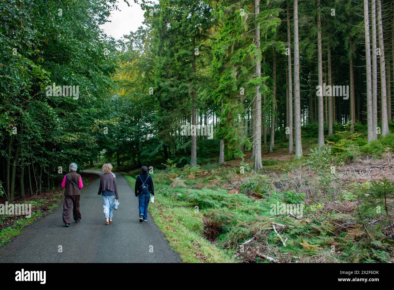a group of people hike in the forest Photographed in the Ardennes, Belgium Stock Photo