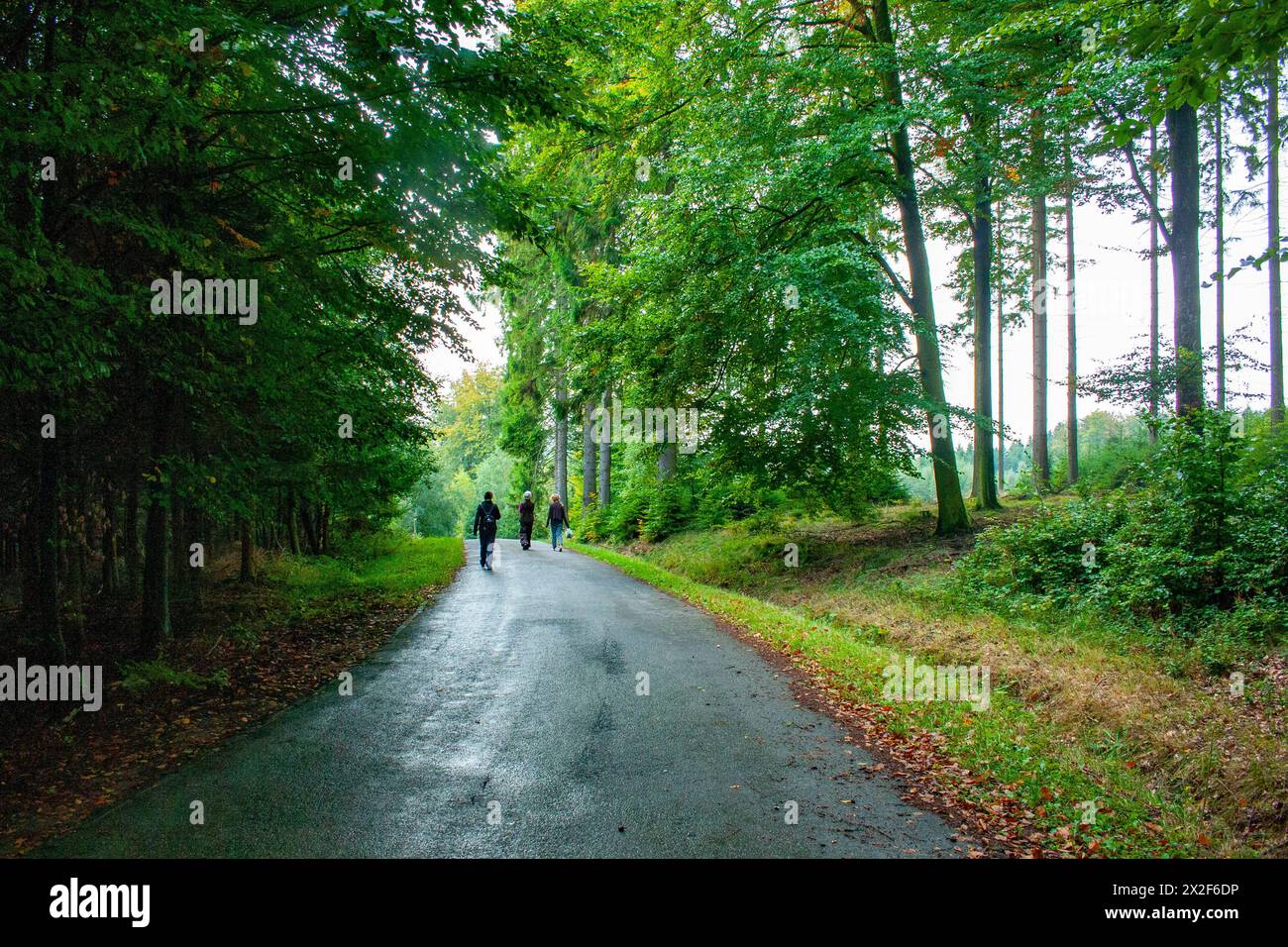 a group of people hike in the forest Photographed in the Ardennes, Belgium Stock Photo