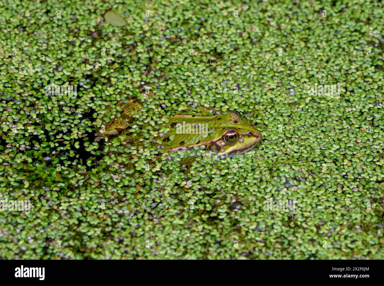 zoology, amphibian (Amphibia), edible frog (rana esculenta), ADDITIONAL ...