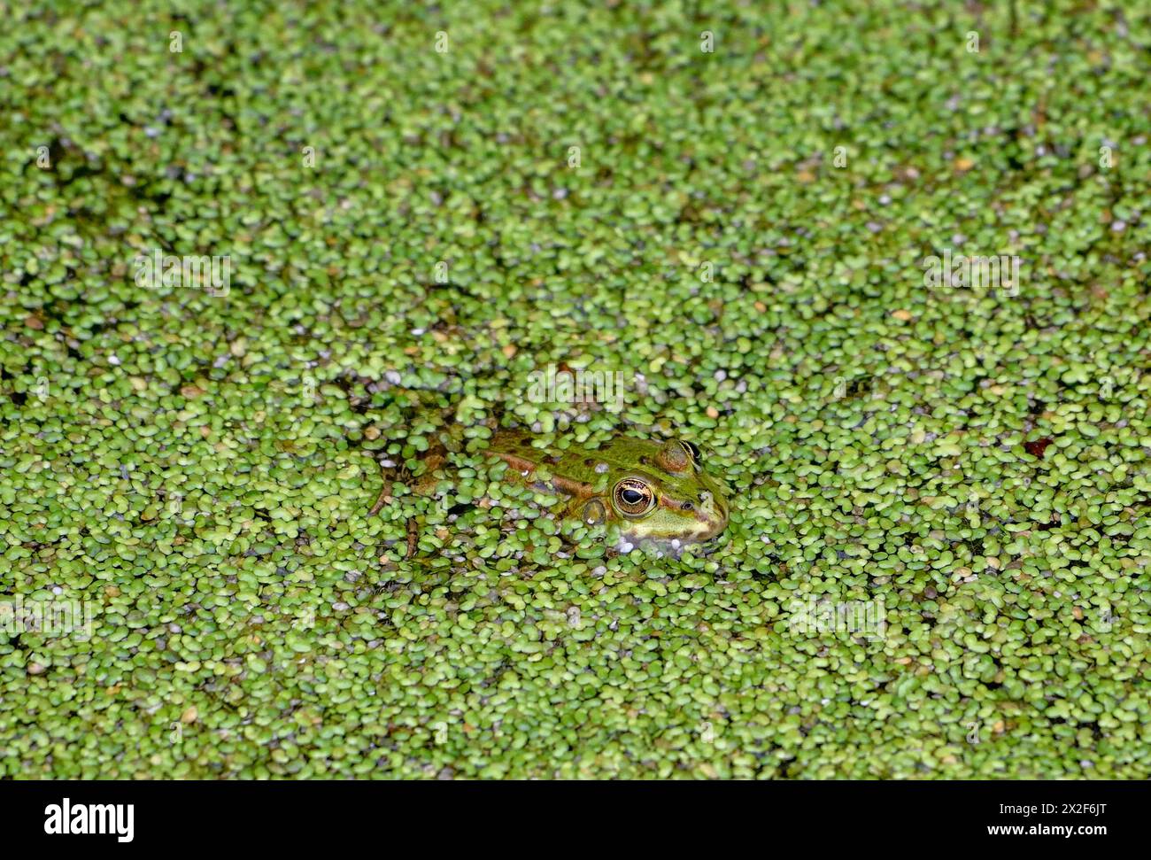 zoology, amphibian (Amphibia), edible frog (rana esculenta), ADDITIONAL ...