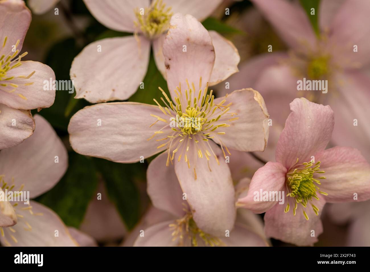 Clematis Montana Mayleen Several flowers filling the image Stock Photo