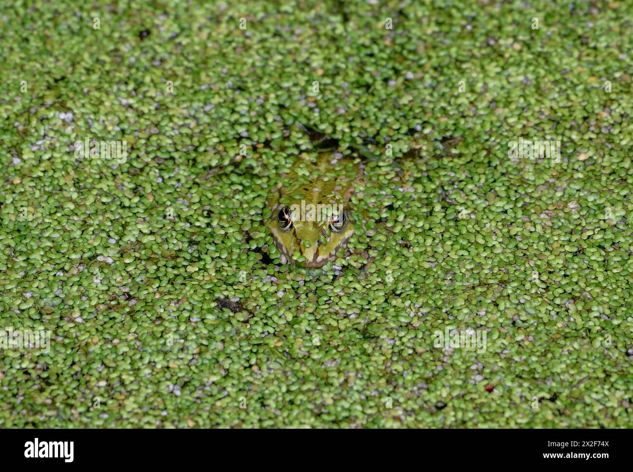 zoology, amphibian (Amphibia), edible frog (rana esculenta), ADDITIONAL ...