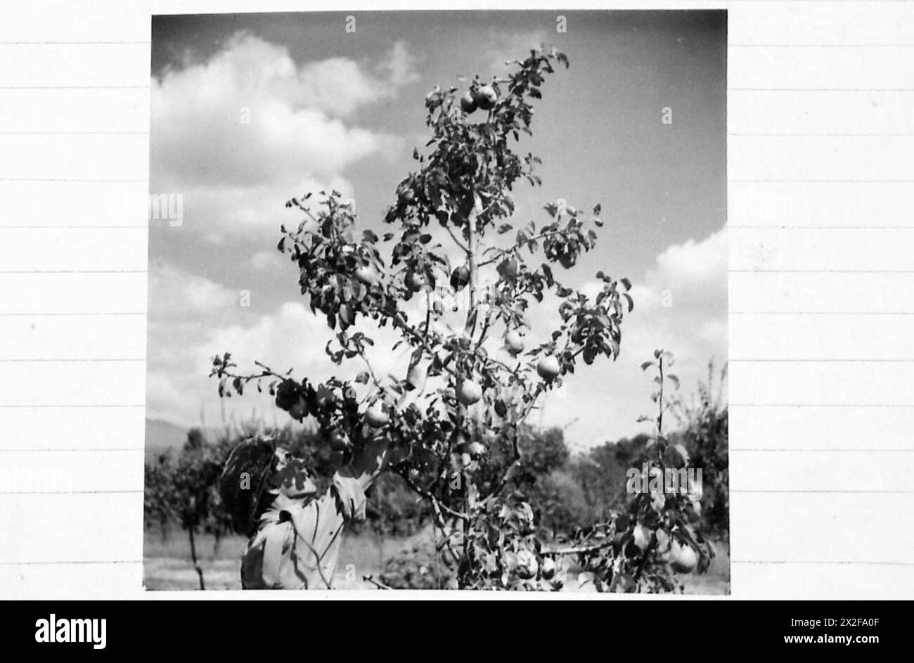 EIGHTH ARMY : MINE-CLEARING THREE MEN DIED HERE - A Sappers spots a booby trap in a pear tree. It is an egg grenade, with a friction fuse, instantaneous ignition, with fuse wire placed on a breach within stretching reach. He is seen disconnecting the wire British Army Stock Photo