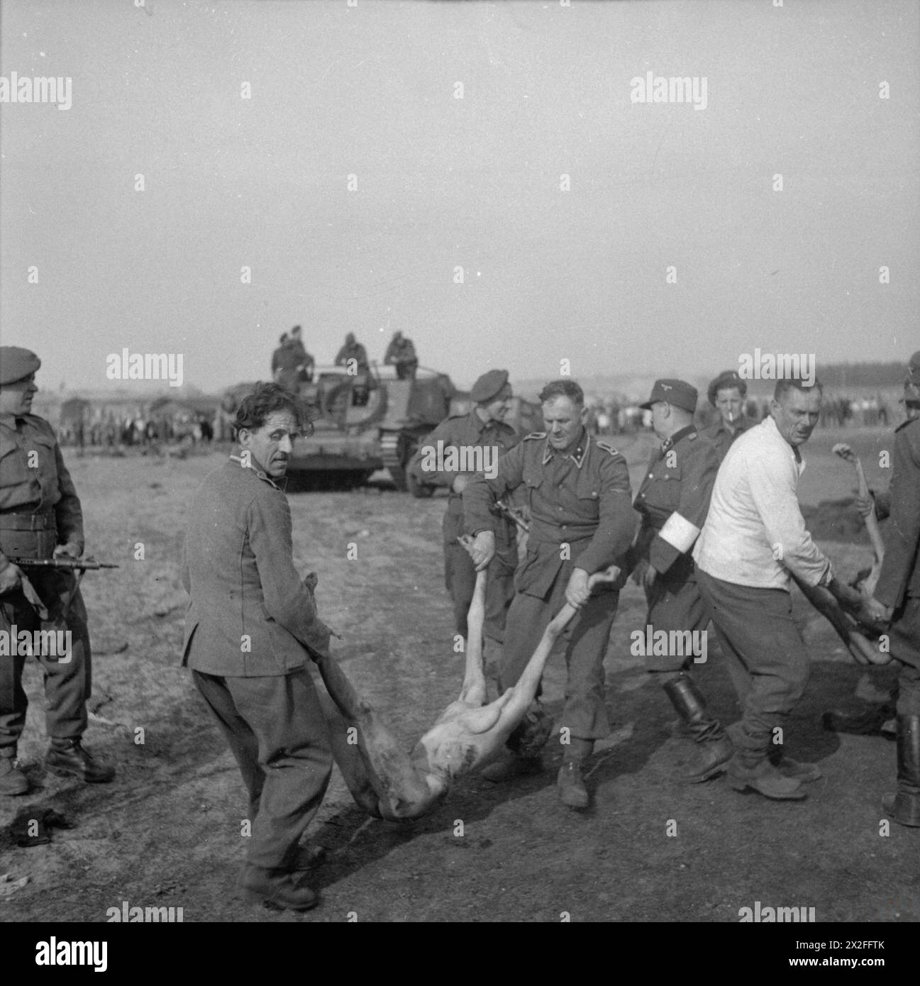 THE LIBERATION OF BERGEN-BELSEN CONCENTRATION CAMP, APRIL 1945 - German SS guards carry the body of a dead woman to a mass grave Stock Photo