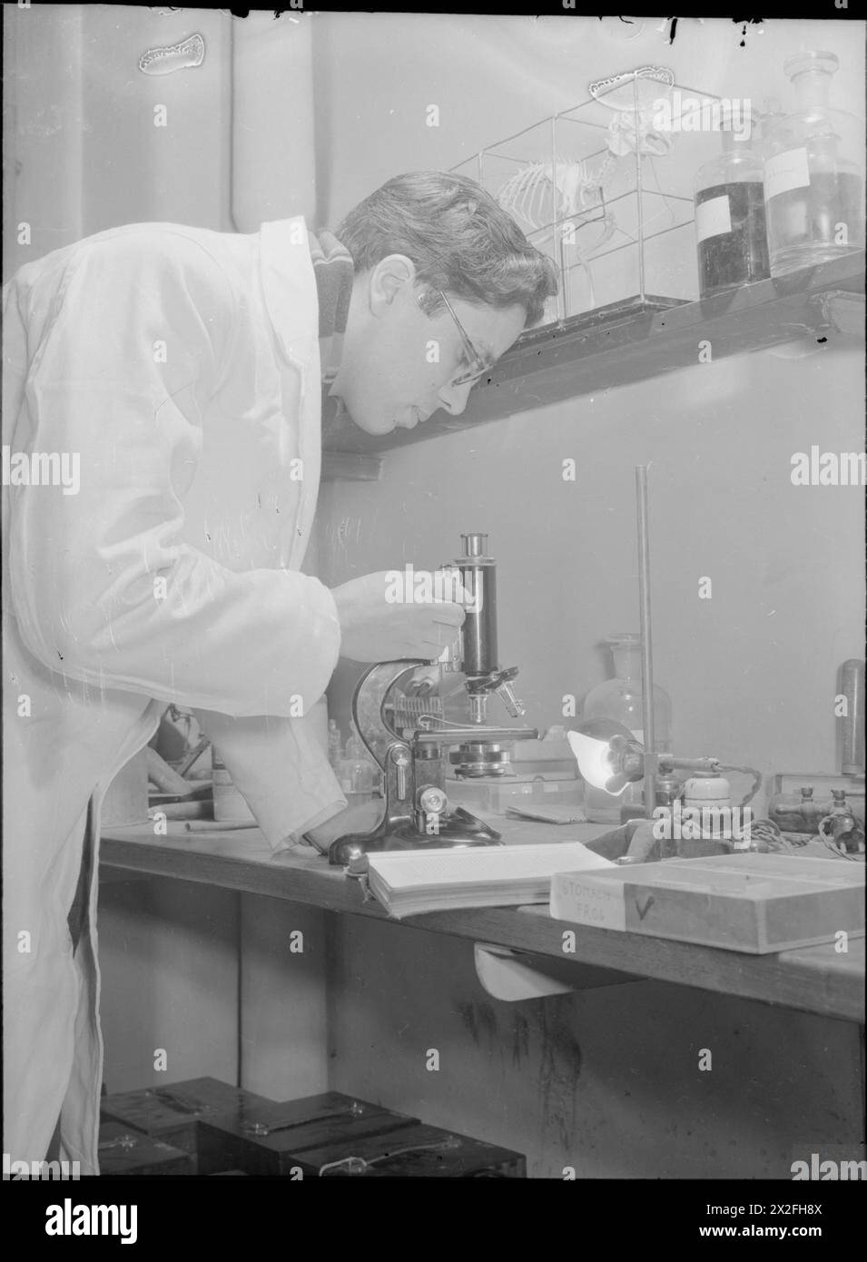 COLONIAL STUDENTS IN GREAT BRITAIN: STUDENT AT GUY'S MEDICAL SCHOOL, LONDON, ENGLAND, UK, 1946 - Mr Abdool Raman examines the stomach of a frog under a microscope at Guy's Medical School. On a shelf above him can be seen the skeleton of a hare Stock Photo