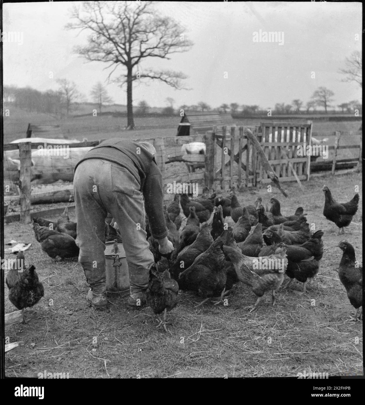 WAKEFIELD TRAINING PRISON AND CAMP: EVERYDAY LIFE IN A BRITISH PRISON, WAKEFIELD, YORKSHIRE, ENGLAND, 1944 - At the camp attached to Wakefield Training Prison, an inmate feeds the chickens kept on once derelict farmland at the prison. The camp is largely self-supporting Stock Photo