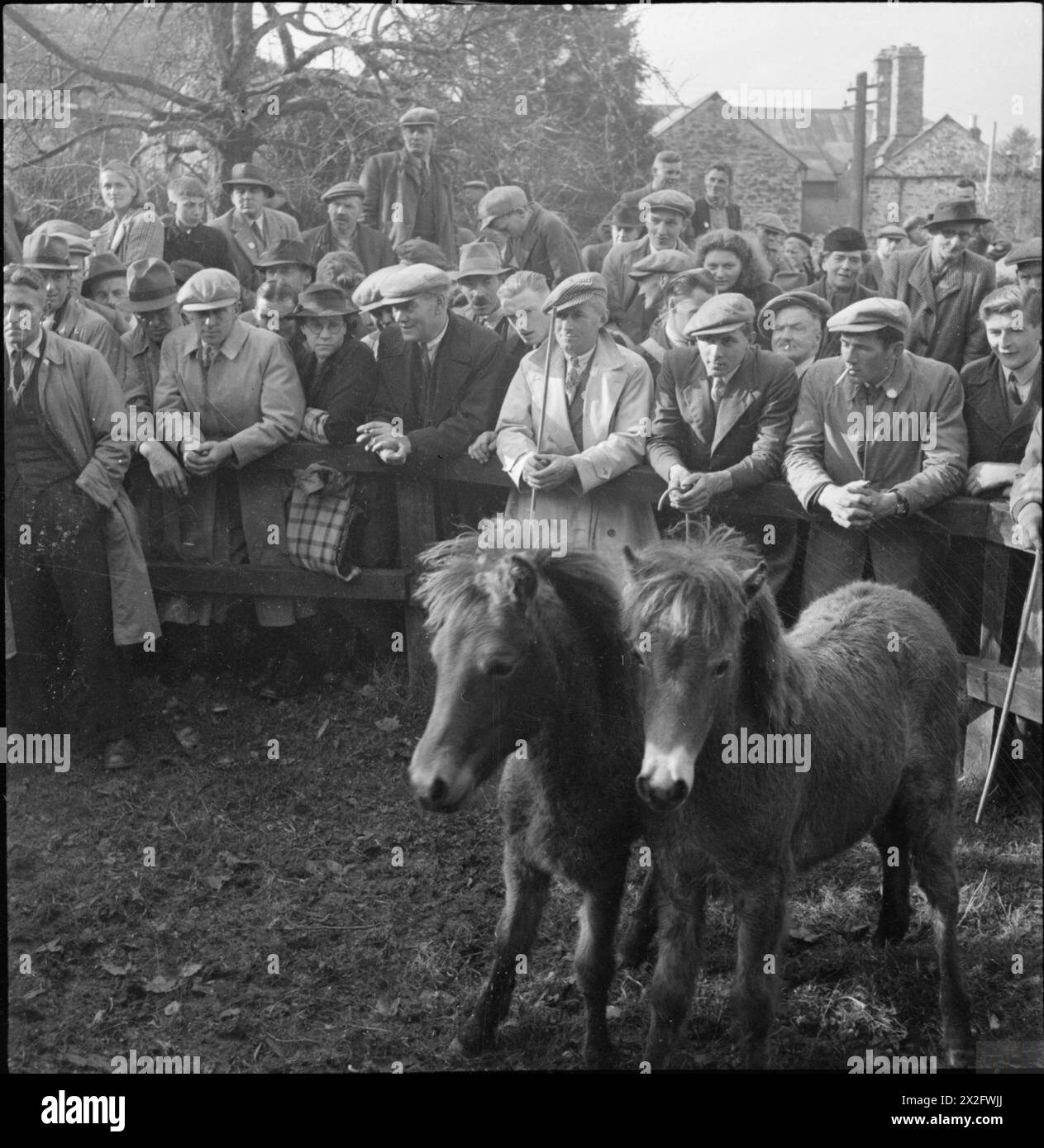 BAMPTON FAIR: PONY, SHEEP AND CATTLE SALES IN THE VILLAGE OF BAMPTON, DEVON, ENGLAND, UK, OCTOBER 1943 - Farmers and dealers inspect two Exmoor ponies in the sale ring at Bampton Fair. Several women are also in the crowd of people leaning over the fence to inspect the stock as it walks around the ring, awaiting purchase Stock Photo