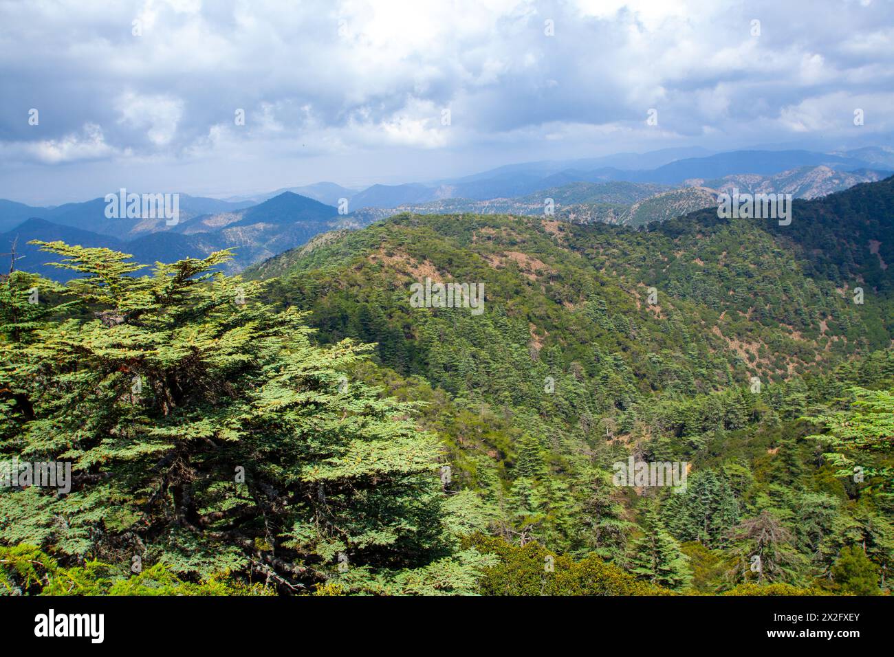 Troodos Mountains, Cyprus forest flora is the Pinus Brutia and the Pinus Nigra, which cover the highest peaks of Troodos forest. Stock Photo