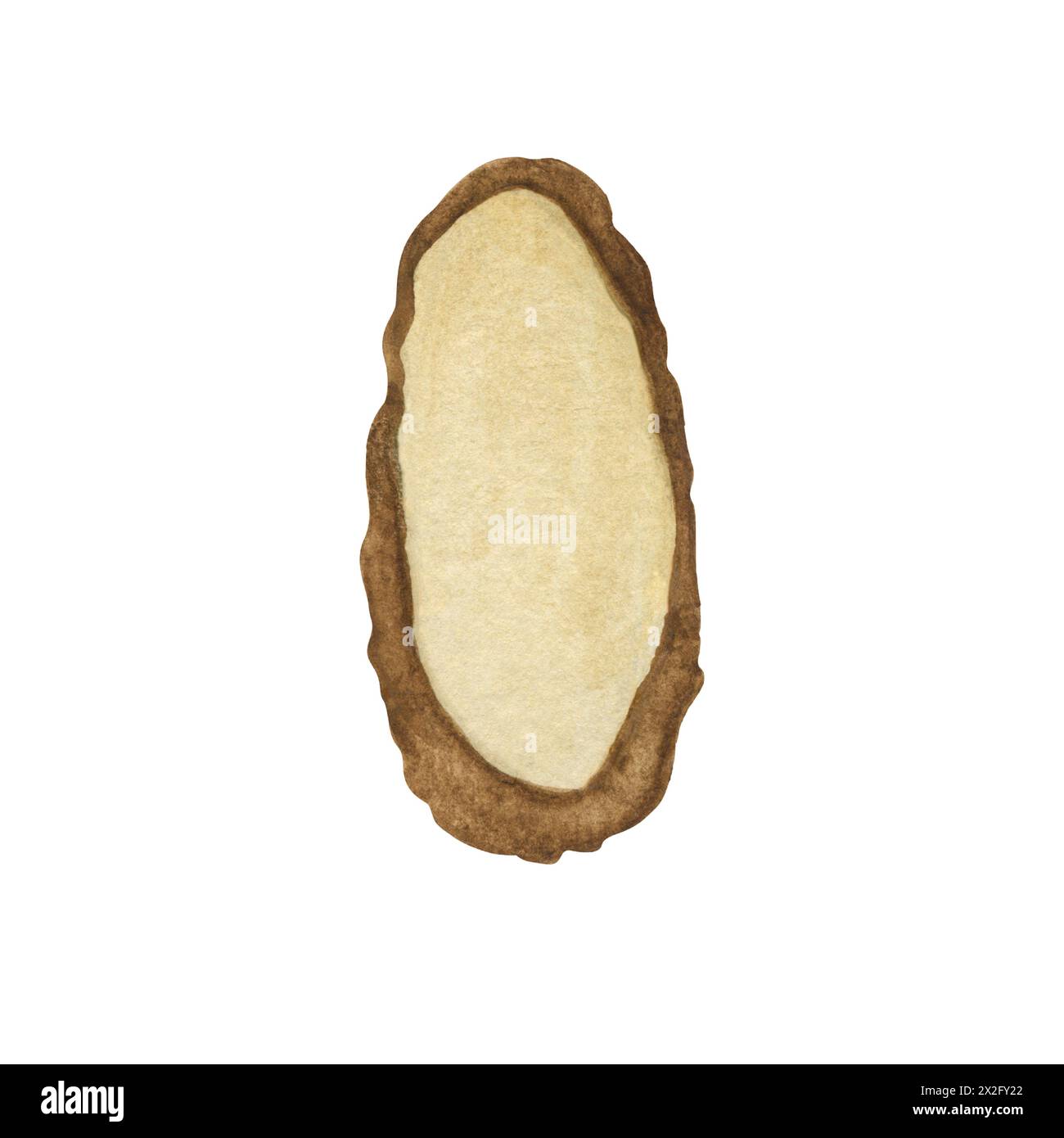 Single element watercolor drawn oval sections of tree trunks. Illustration is watercolor.  Wooden texture without rings and cracks. On a white backgro Stock Photo