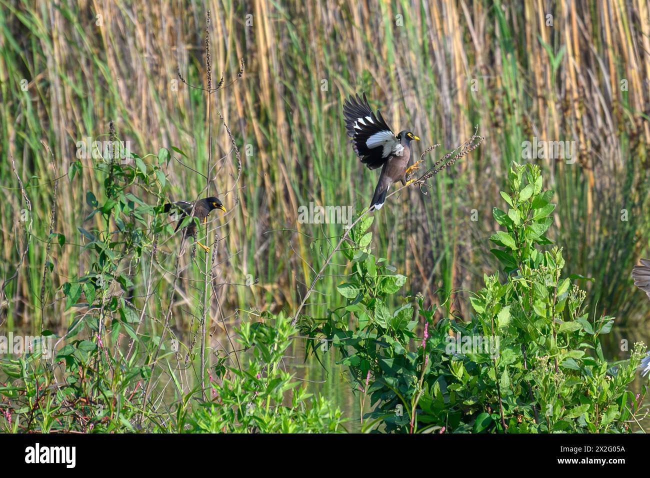 Myna Invasive Envasive Common myna (or Indian Myna Acridotheres tristis ...