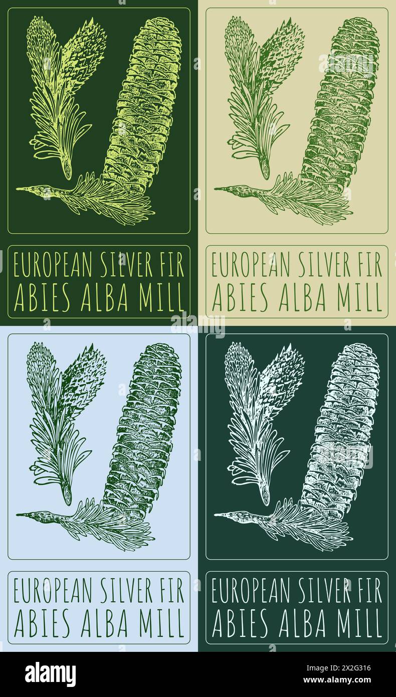 Set of vector drawing EUROPEAN SILVER FIR in various colors. Hand drawn illustration. The Latin name is ABIES ALBA MILL Stock Vector