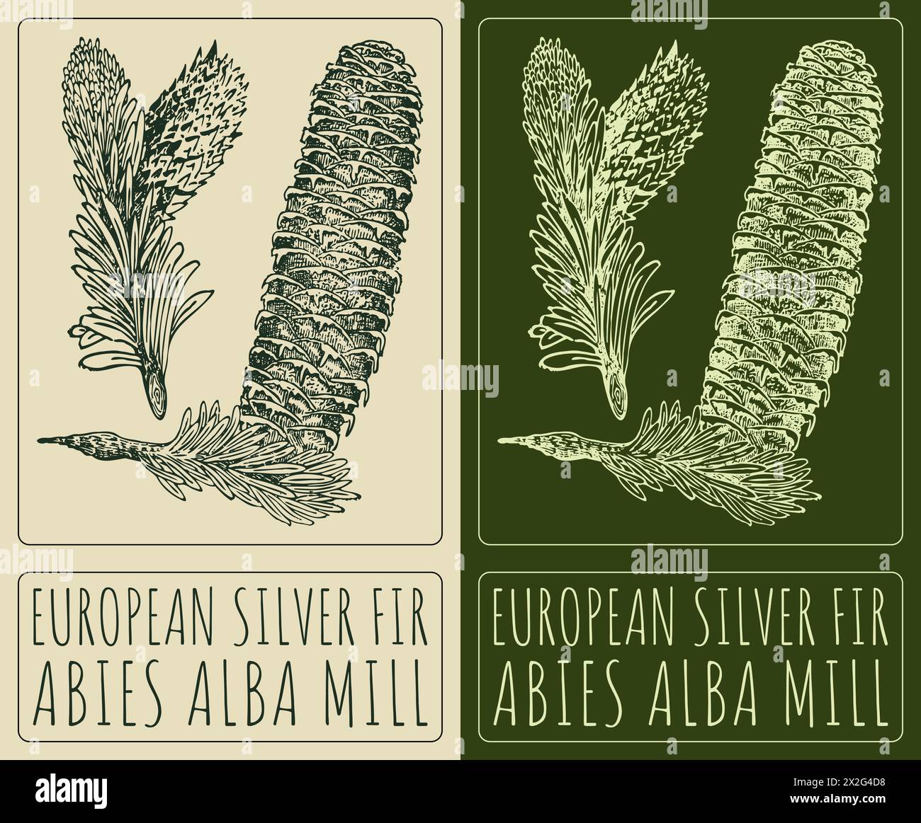 Vector drawing EUROPEAN SILVER FIR . Hand drawn illustration. The Latin name is ABIES ALBA MILL Stock Vector