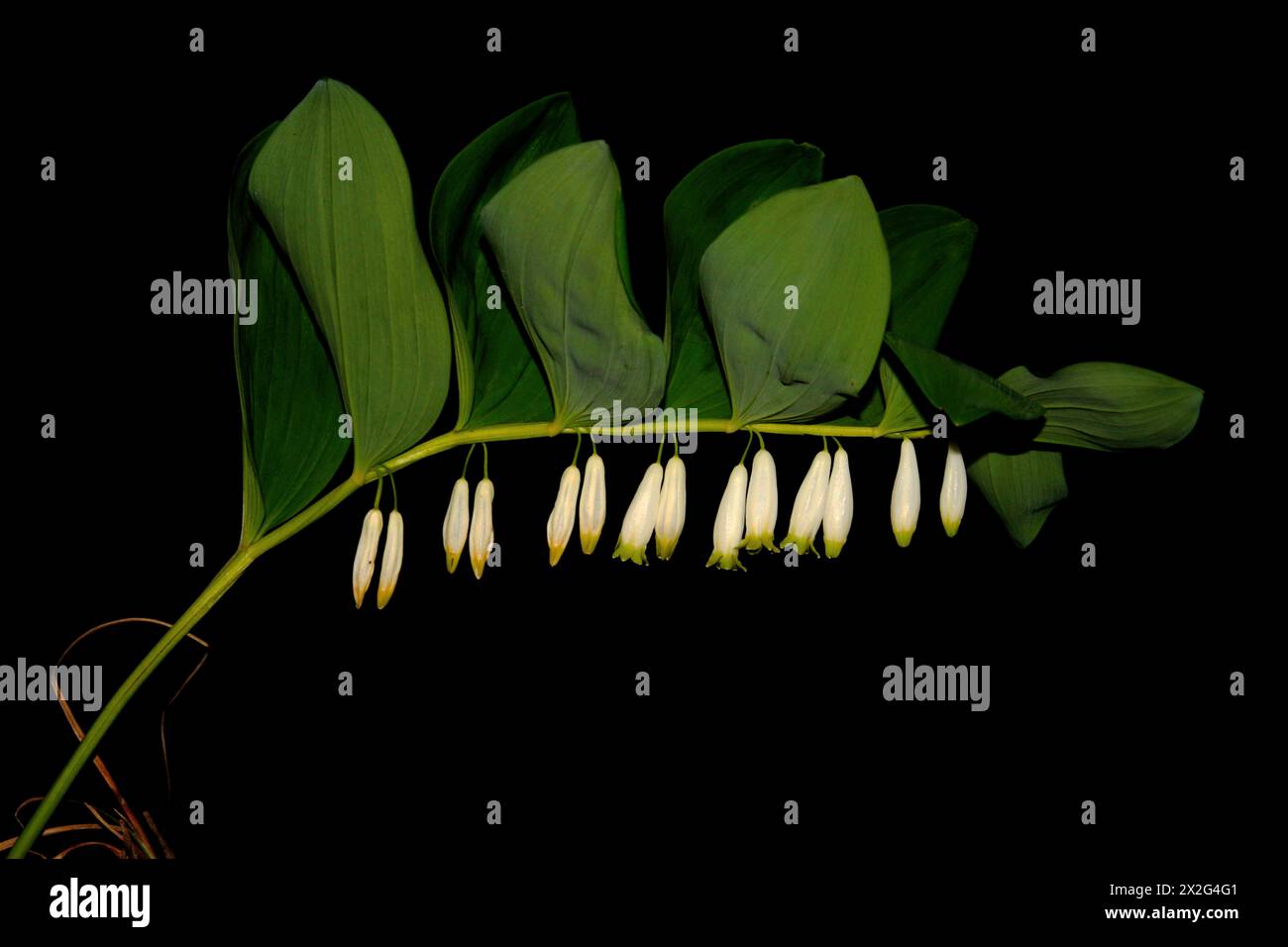 Polygonatum odoratum flowers close-up photography Stock Photo