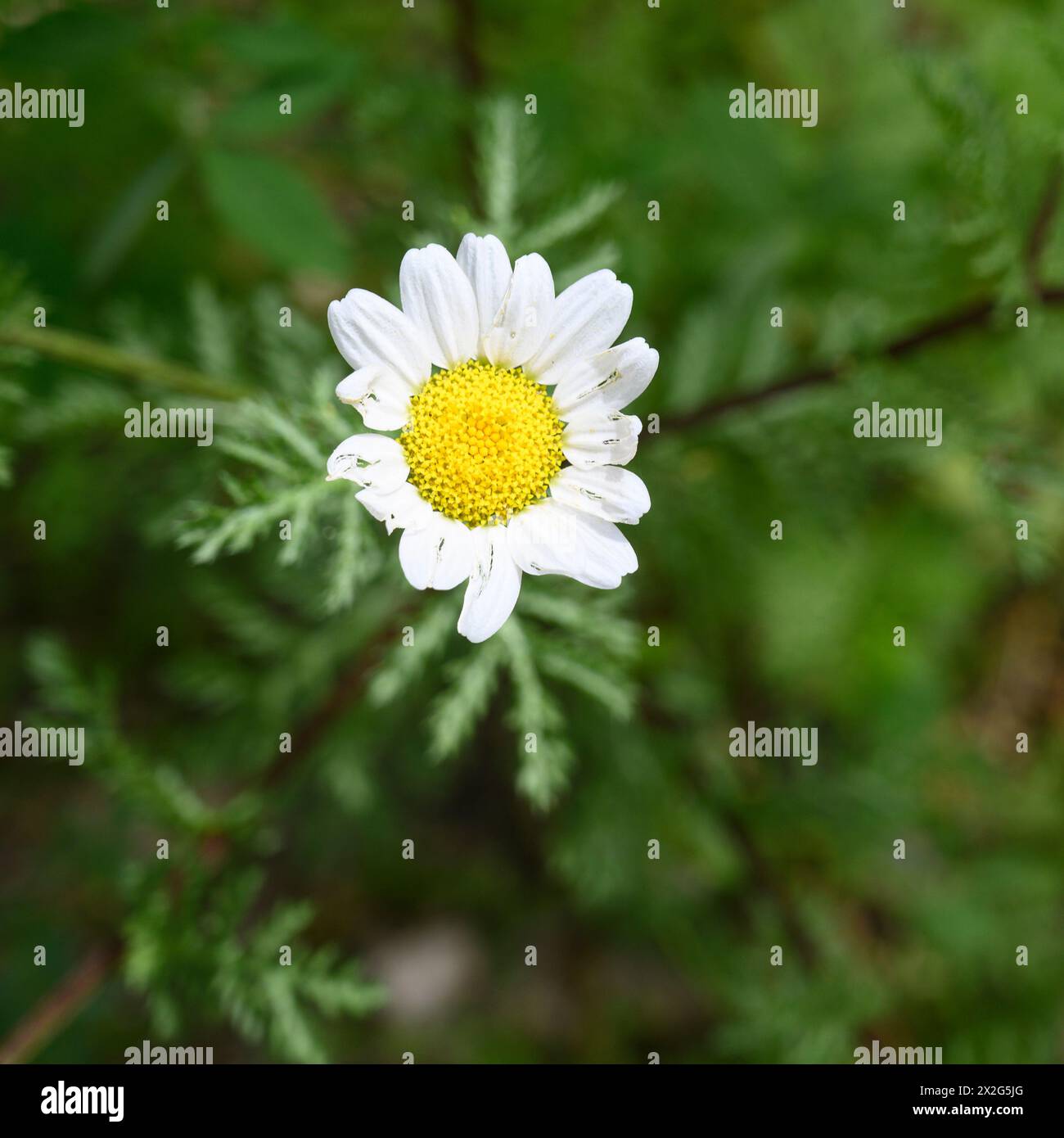 Family compositae asteraceae green hi-res stock photography and images -  Alamy