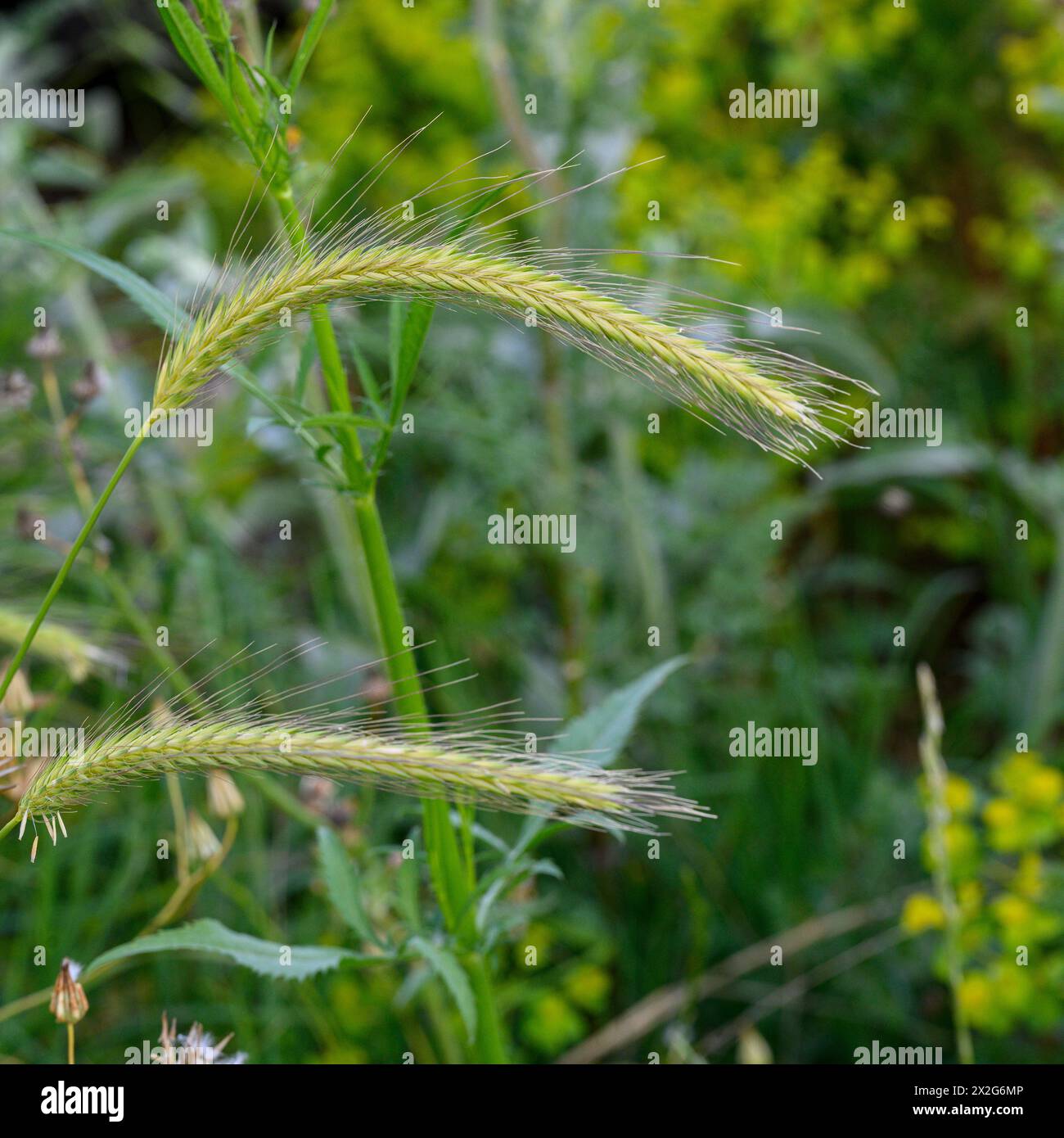 Wild wheat growing on lush green background in springtime in Israel (Triticum turgidum subsp. dicoccoides) Photographed in Israel in March Stock Photo