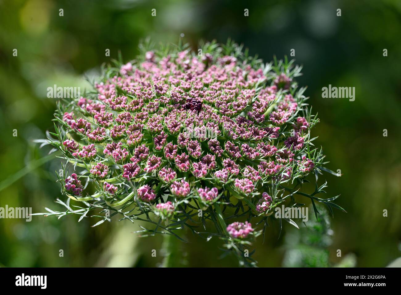 Daucus carota (common names include wild carrot, bird's nest, bishop's lace, and Queen Anne's lace). Photographed in the Lower Galilee, Israel in Marc Stock Photo