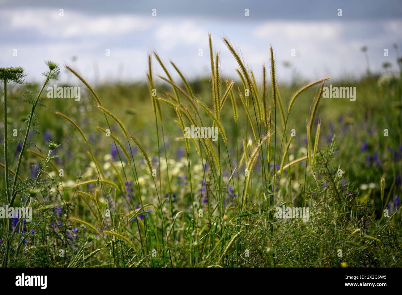 Wild wheat growing on lush green background in springtime in Israel (Triticum turgidum subsp. dicoccoides) Photographed in Israel in March Stock Photo