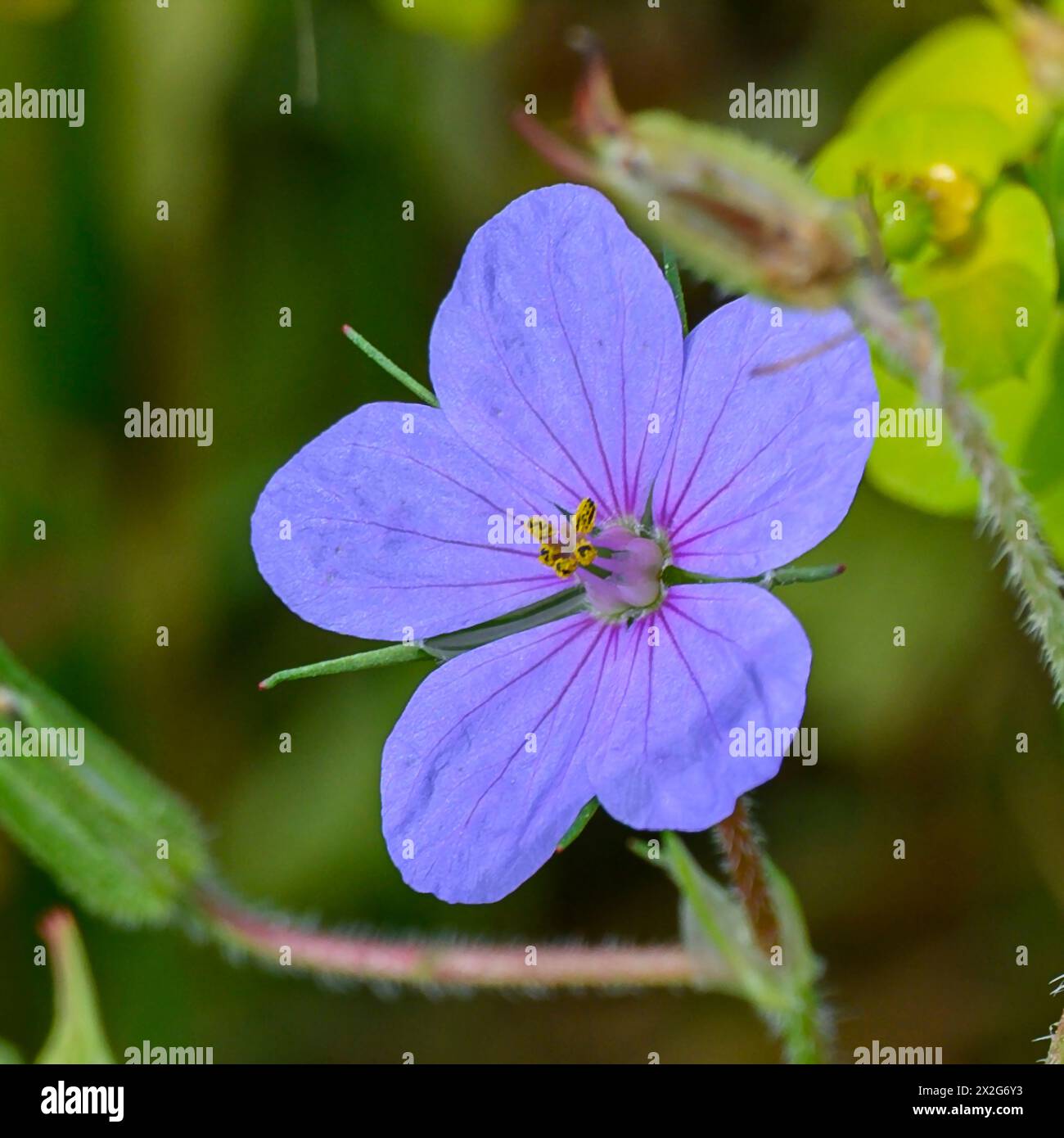 flowering Erodium ciconium common names hairy-pitted stork's-bill and shortfruit stork's bill. Photographed in the Lower Galilee, Israel in March Stock Photo