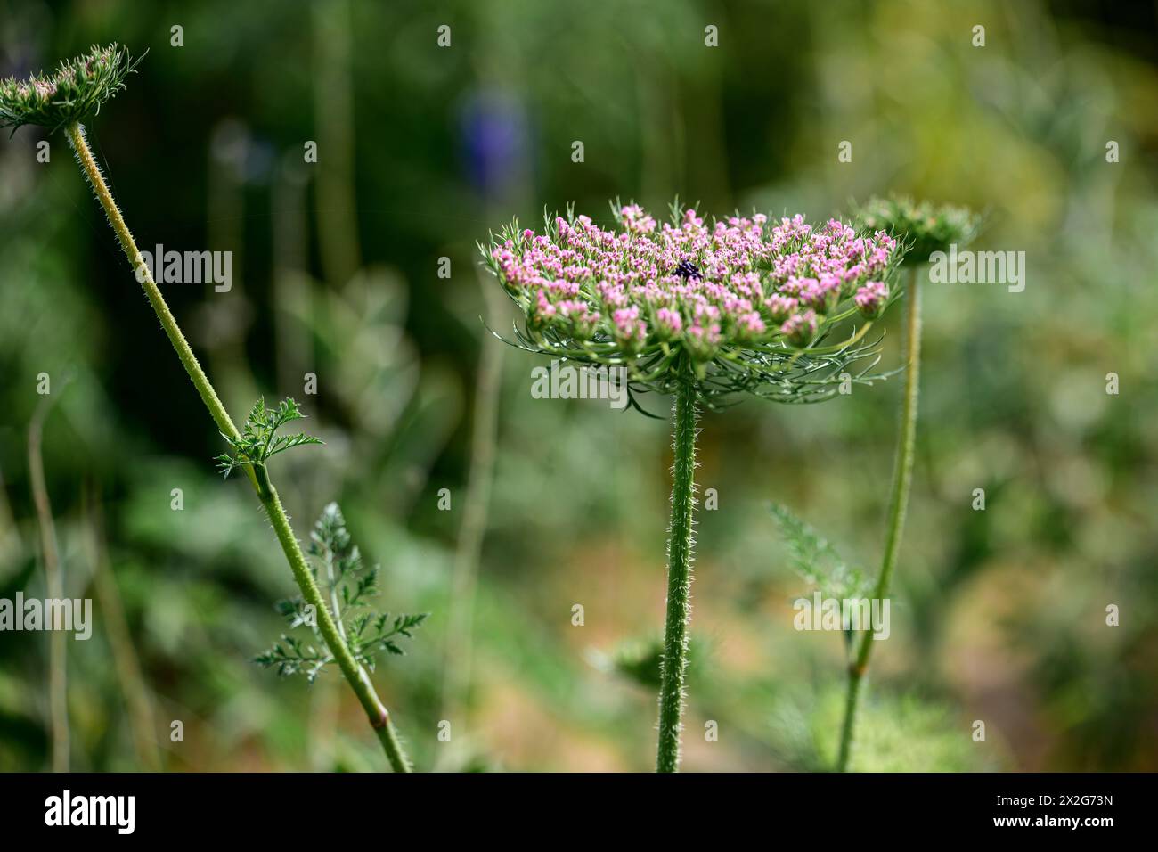 Daucus carota (common names include wild carrot, bird's nest, bishop's lace, and Queen Anne's lace). Photographed in the Lower Galilee, Israel in Marc Stock Photo
