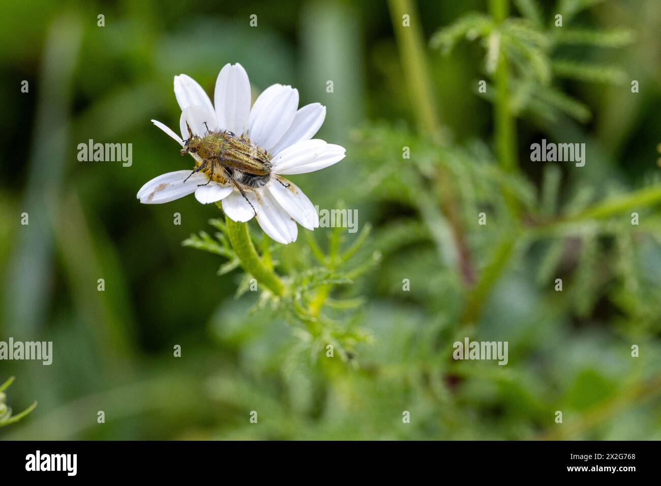Insects on a white and yellow Anthemis chia flower Anthemis is a genus of aromatic flowering plants in the family Asteraceae, closely related to Chama Stock Photo