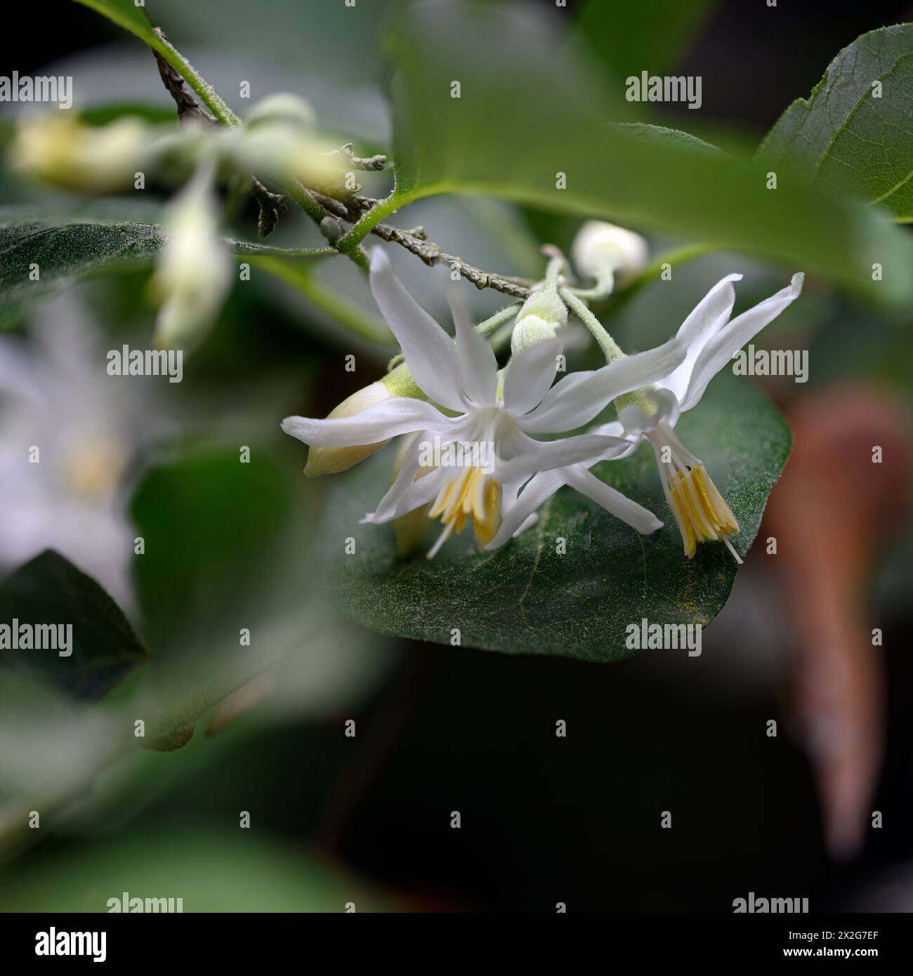 Styrax officinalis is a species of shrub in the family Styracaceae ...