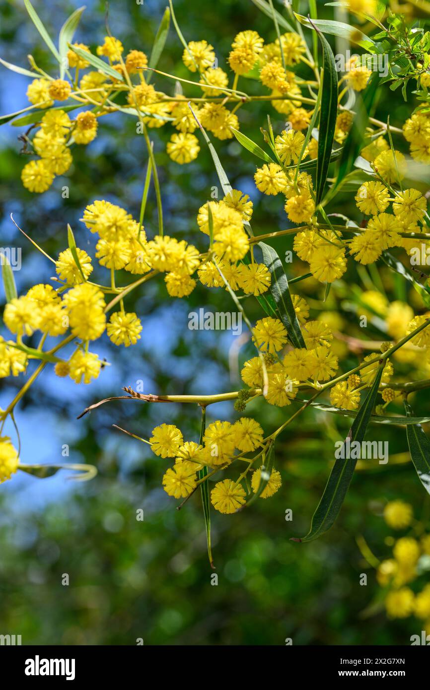Yellow flowers of an Acacia saligna, commonly known by various names including coojong, golden wreath wattle, orange wattle, blue-leafed wattle, Weste Stock Photo