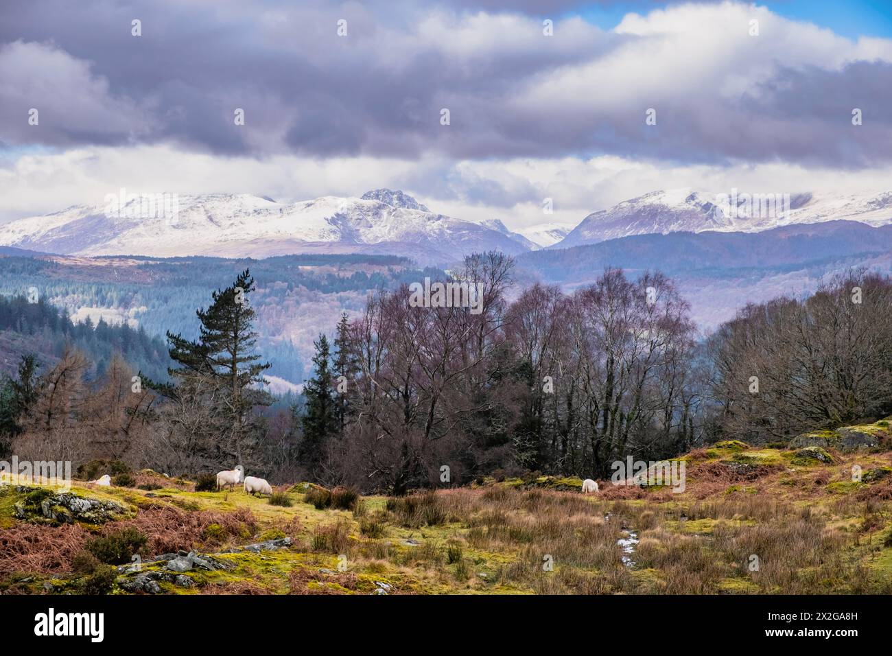 View to snowy mountains from Mynydd Garthmyn with sheep grazing in Snowdonia National Park. Betws-y-Coed, Conwy, Wales, UK, Britain Stock Photo