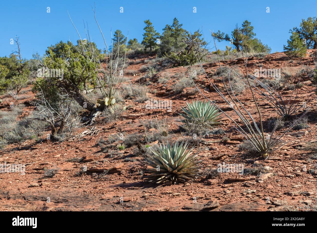 Century plants and Ocotillo cacti growing along a hiking trail in