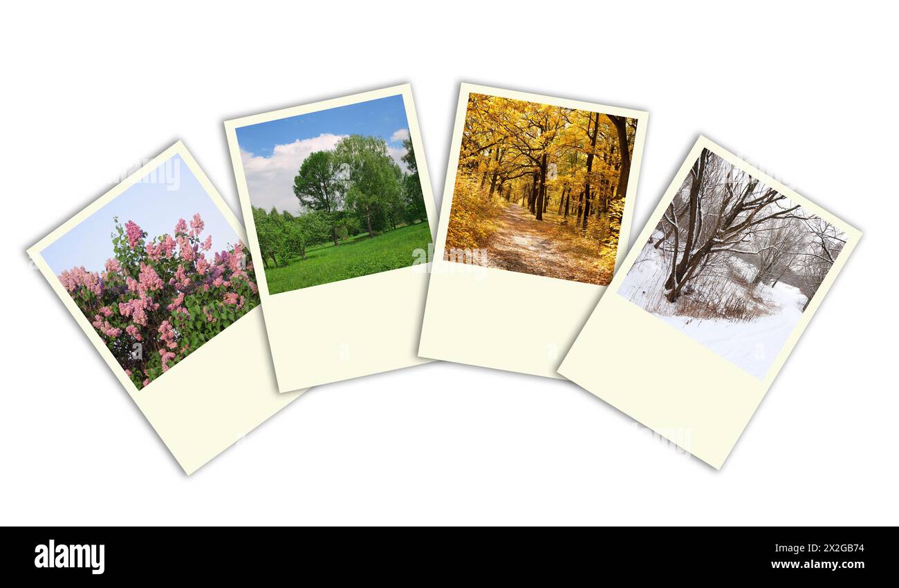 four seasons spring, summer, autumn, winter trees photo frames collage Stock Photo