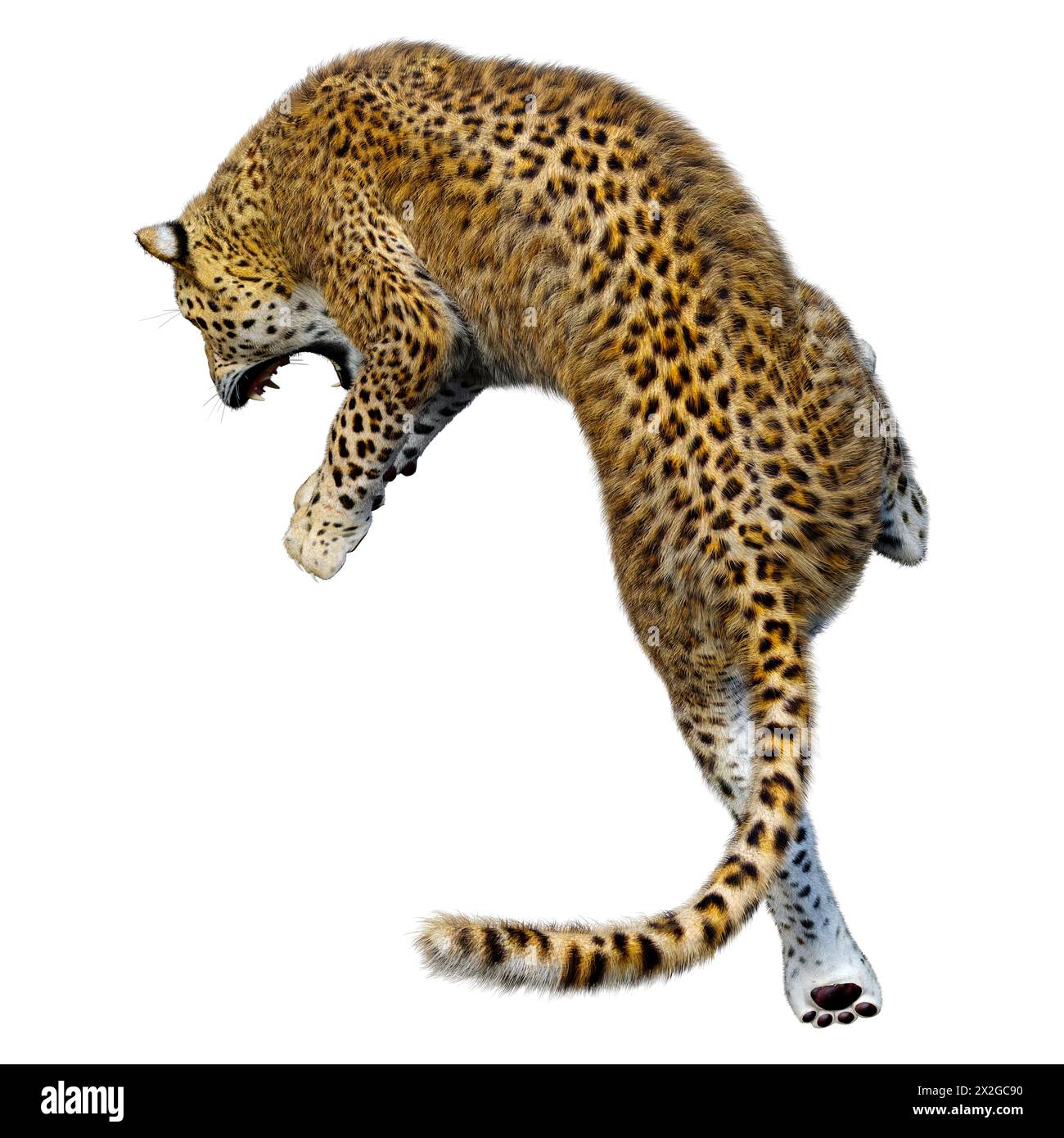 3D rendering of a big cat leopard isolated on white background Stock ...