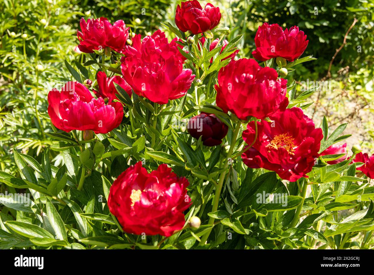 Herbaceous peonies Chervonnyj Oksamit in flowers. Red peony oscamite Stock Photo