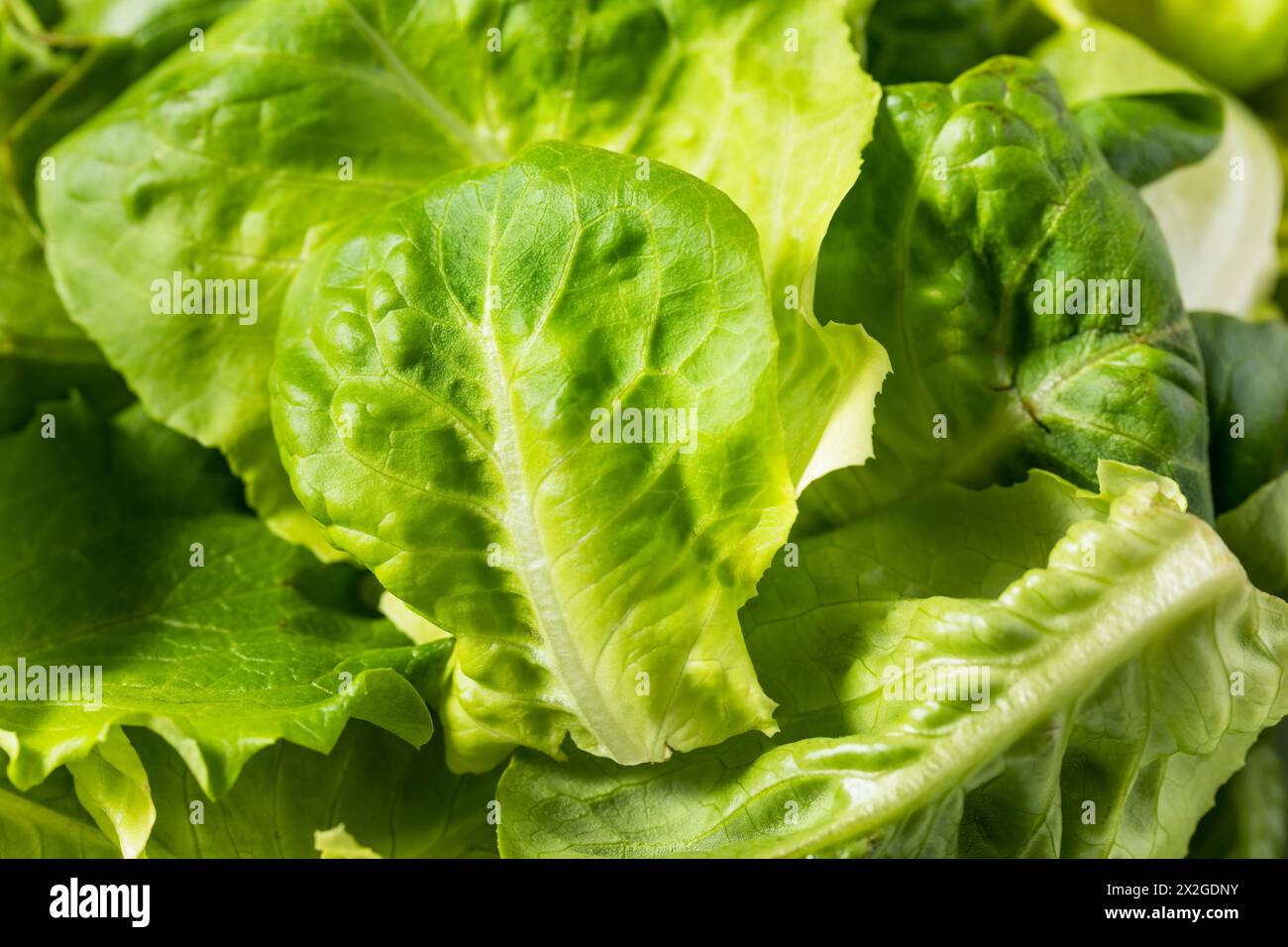 Organic Raw Baby Butterhead Lettuce for a Salad Stock Photo Alamy
