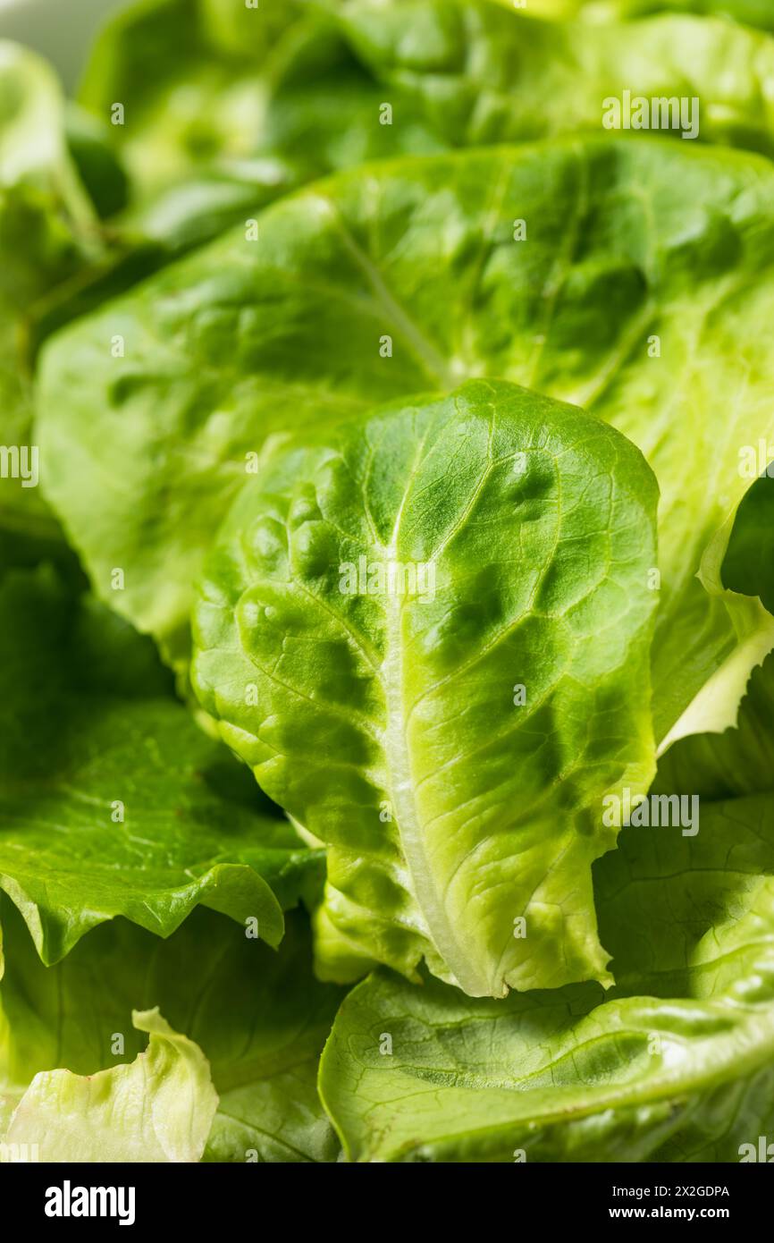 Organic Raw Baby Butterhead Lettuce for a Salad Stock Photo Alamy