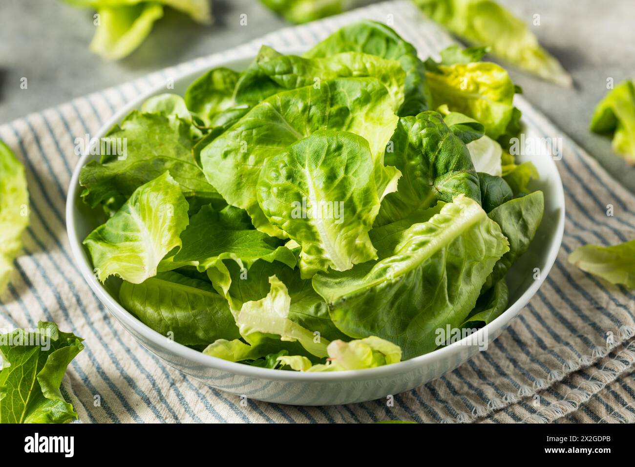 Organic Raw Baby Butterhead Lettuce for a Salad Stock Photo Alamy