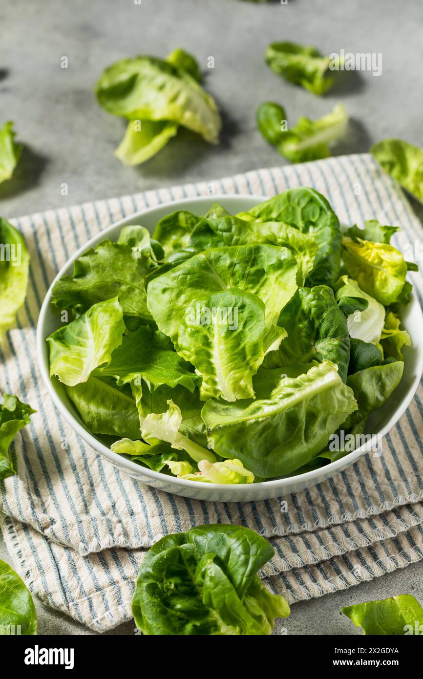 Organic Raw Baby Butterhead Lettuce for a Salad Stock Photo Alamy