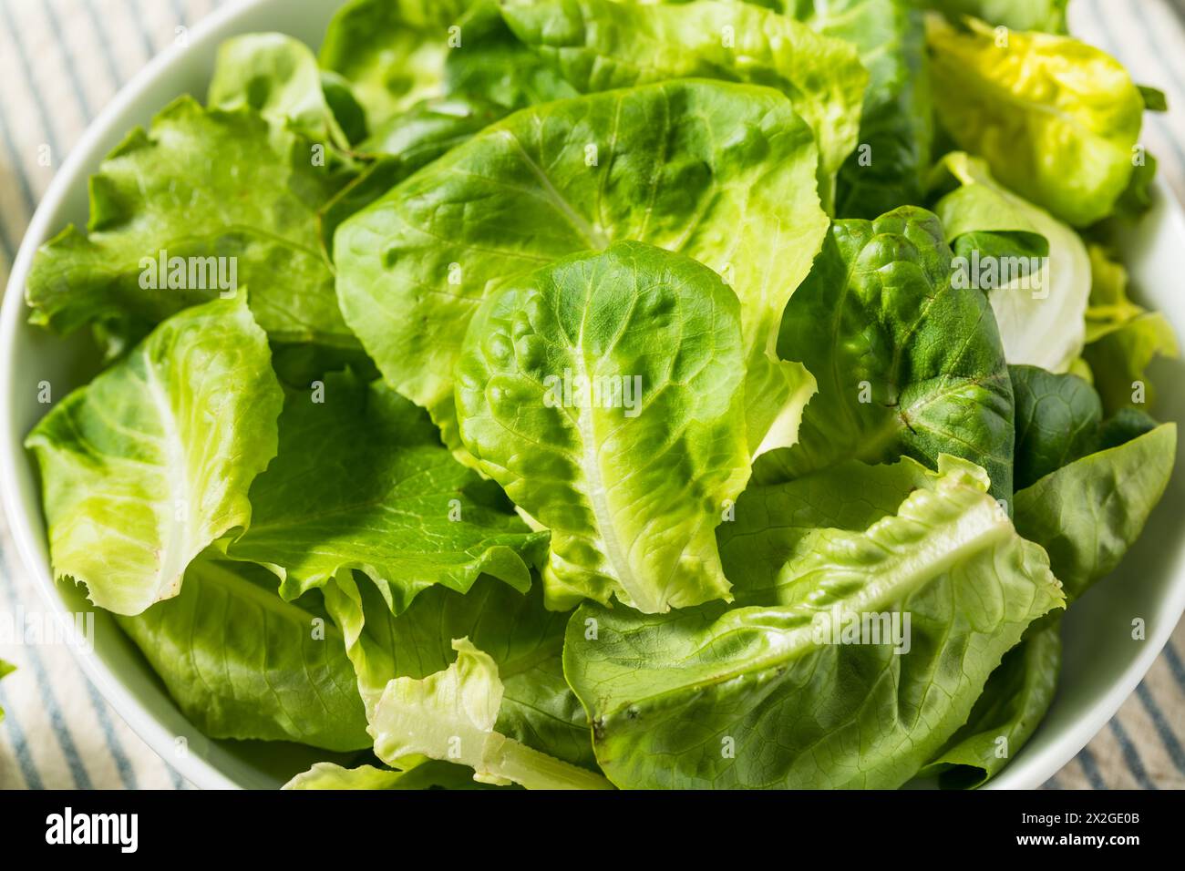 Organic Raw Baby Butterhead Lettuce for a Salad Stock Photo Alamy